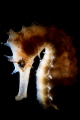   Thorny  